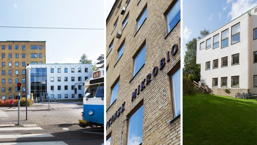 Bildkollage mikrobiologen