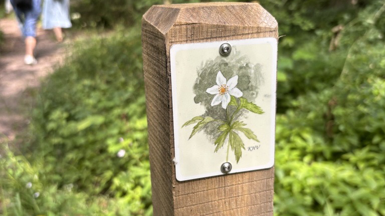 Trästolpe med bild på vitsippa.