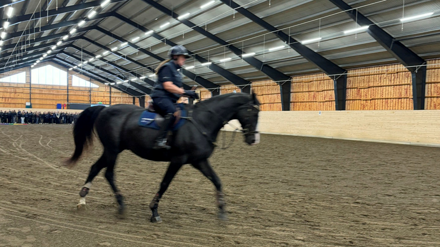 En ryttare på en svartbrun häst i en manege.