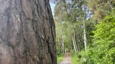Promenadväg i skogen.