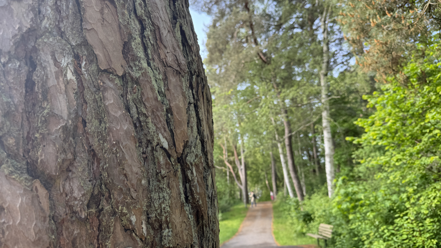 Promenadväg i skogen.