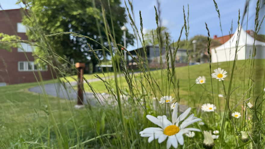 Prästkragar på en gräsmatta.