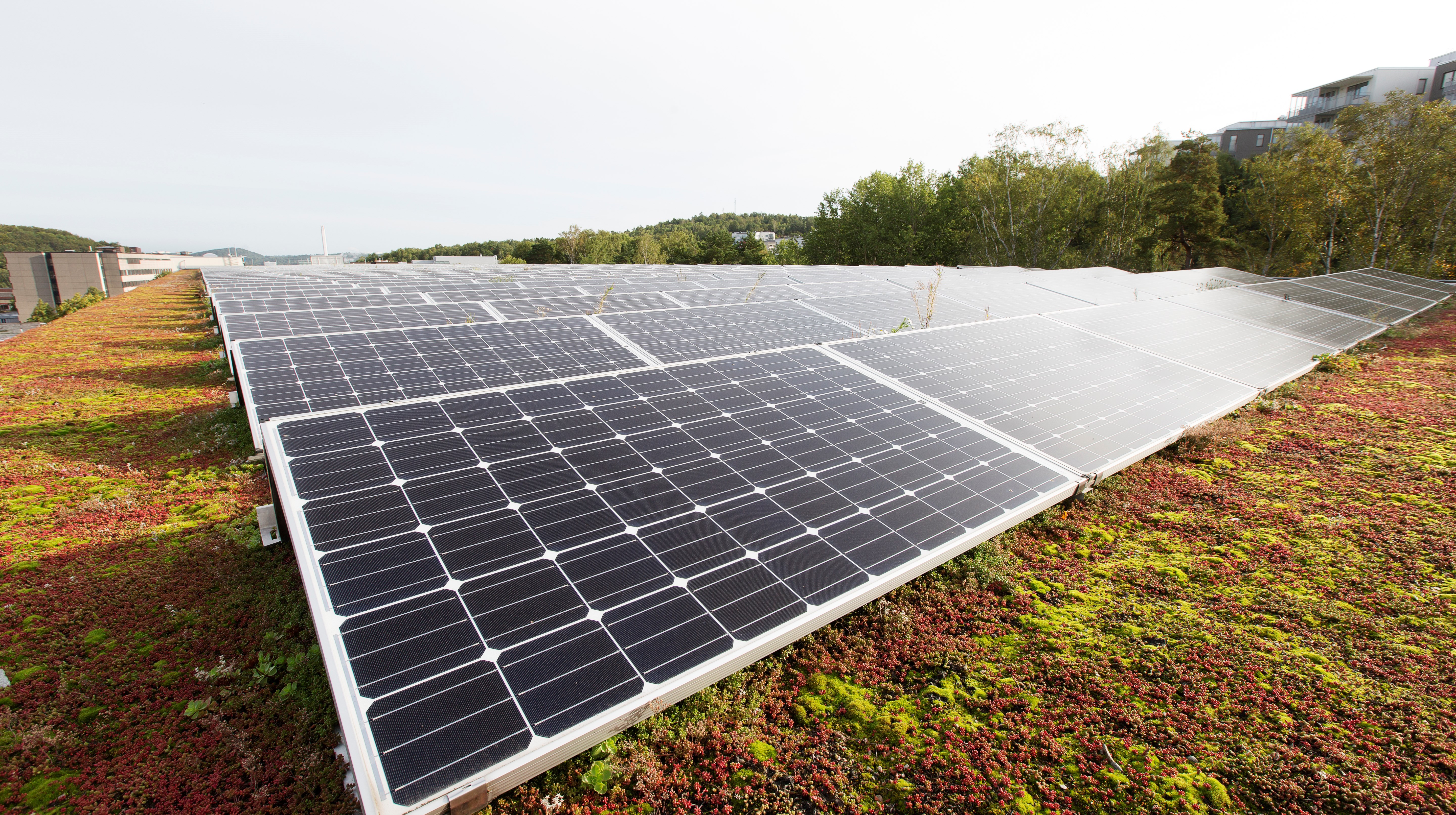 Flera rader med solpaneler på sedumtak