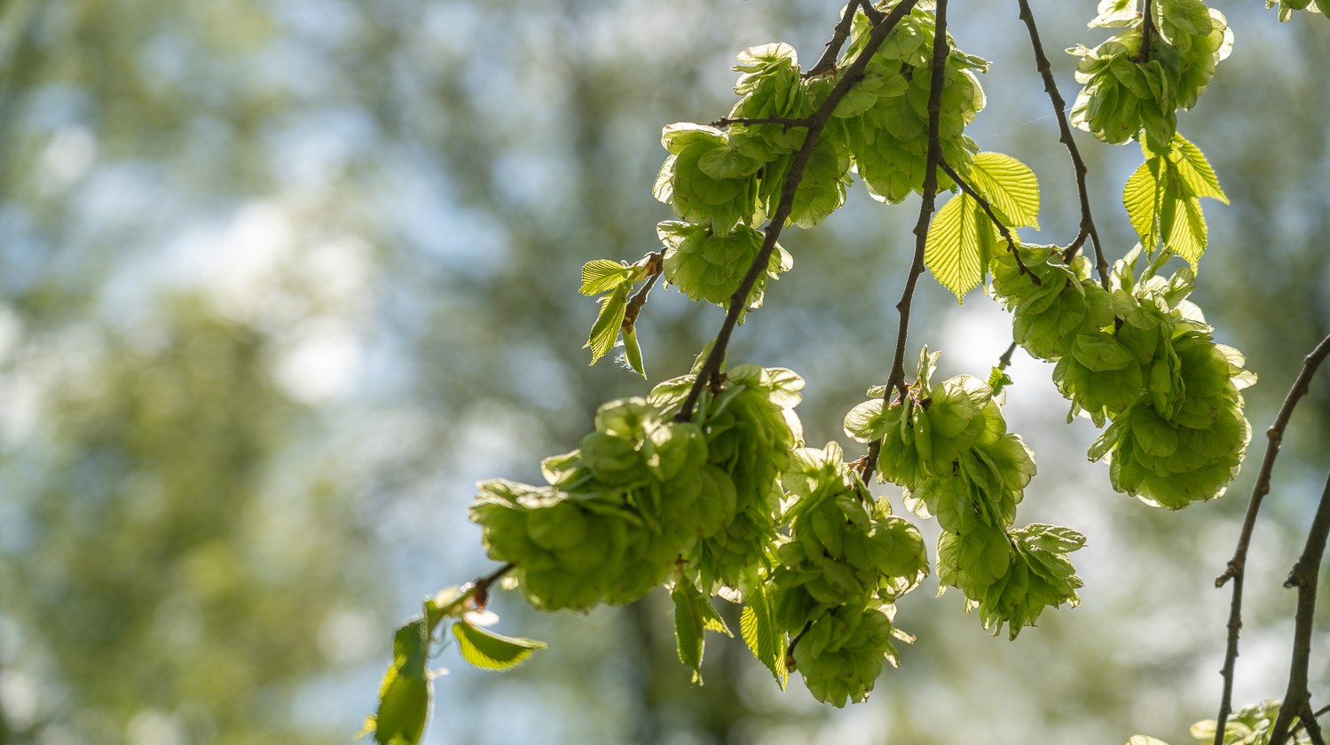 Detaljbild på grenar med gröna löv.